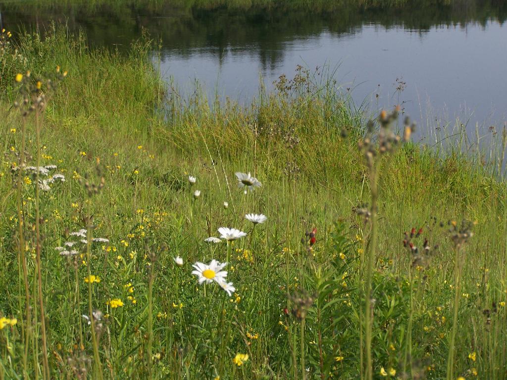 Photo: Wildflowers Along Duck Pond Photo: Wildflowers Along Duck Pond