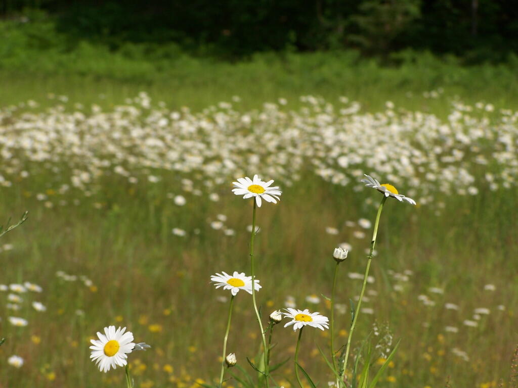 Photo: Daisies