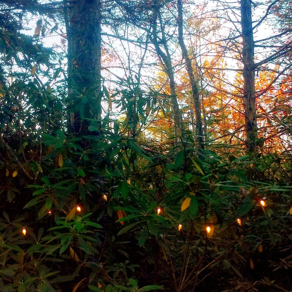 Photo: Camping in the Mountain Laurel Photo: Camping in the Mountain Laurel