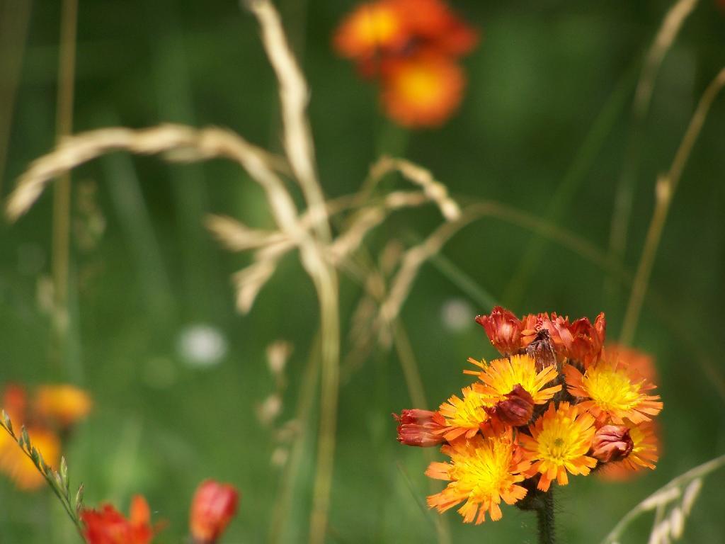 Photo: Wildflowers