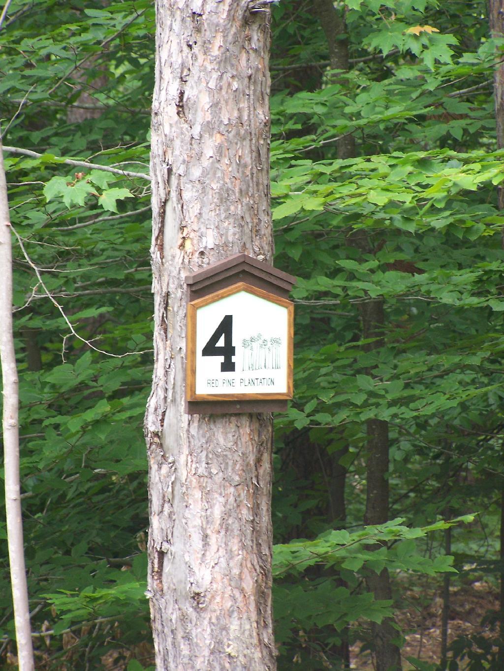 Photo: Stop 4: Red Pine Planation Photo: Stop 4: Red Pine Planation