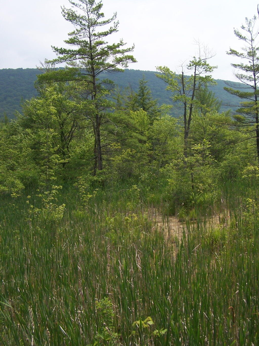 Photo: Marshland