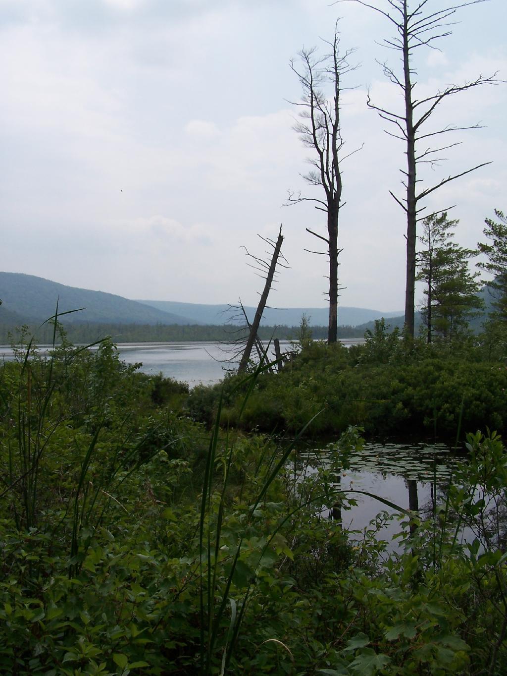Photo: Labrador Pond Photo: Labrador Pond