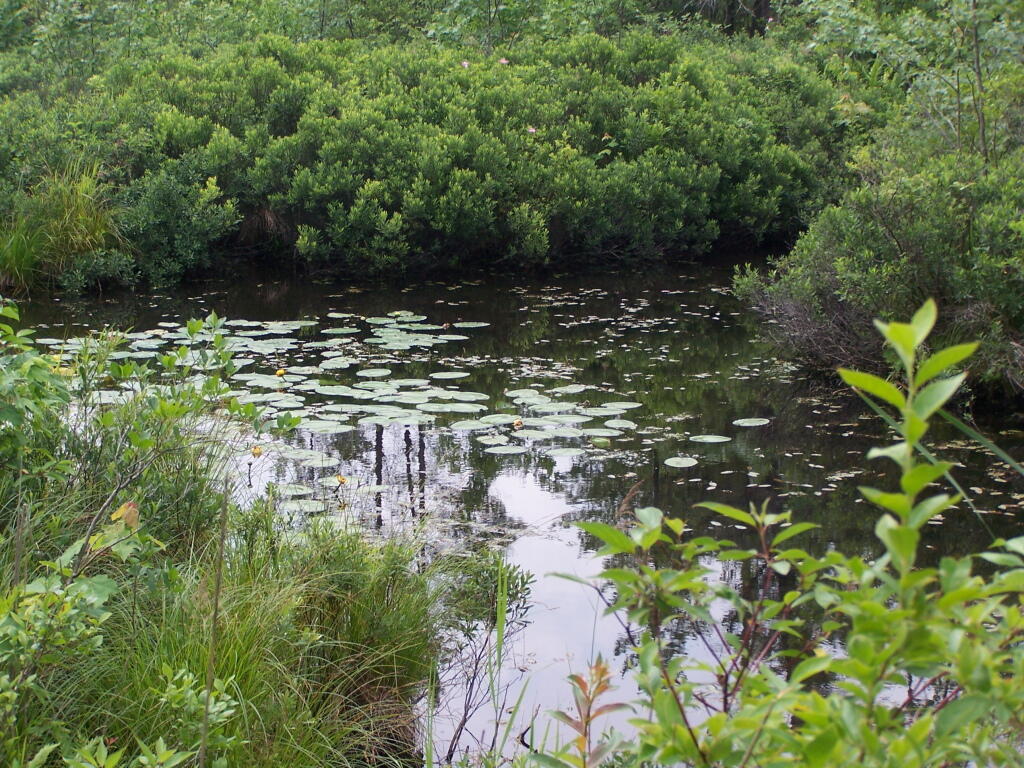 Photo: Marsh & Blueberry Bushes Photo: Marsh & Blueberry Bushes