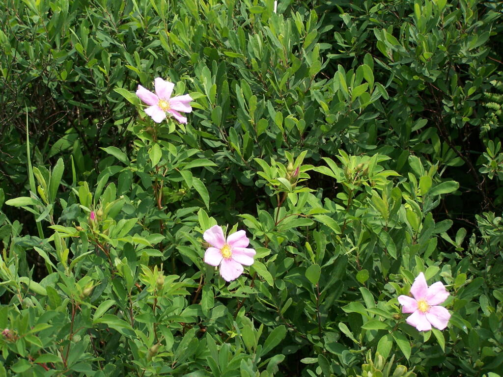 Photo: Flowers Photo: Flowers