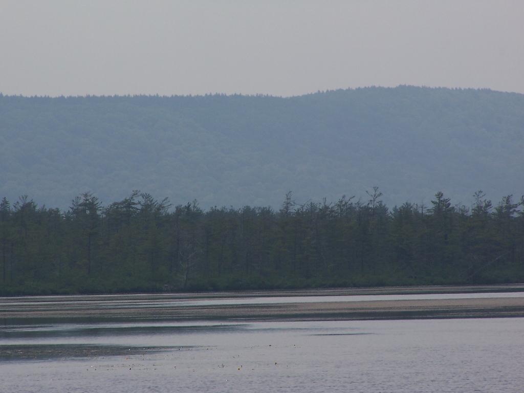 Photo: Trees Along Southern Edge of Pond Photo: Trees Along Southern Edge of Pond