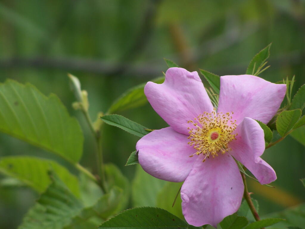 Photo: Pink Flower