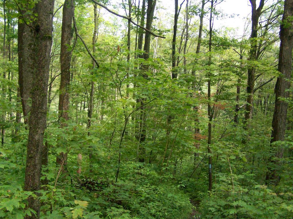 Photo: Finger Lakes Trail Photo: Finger Lakes Trail