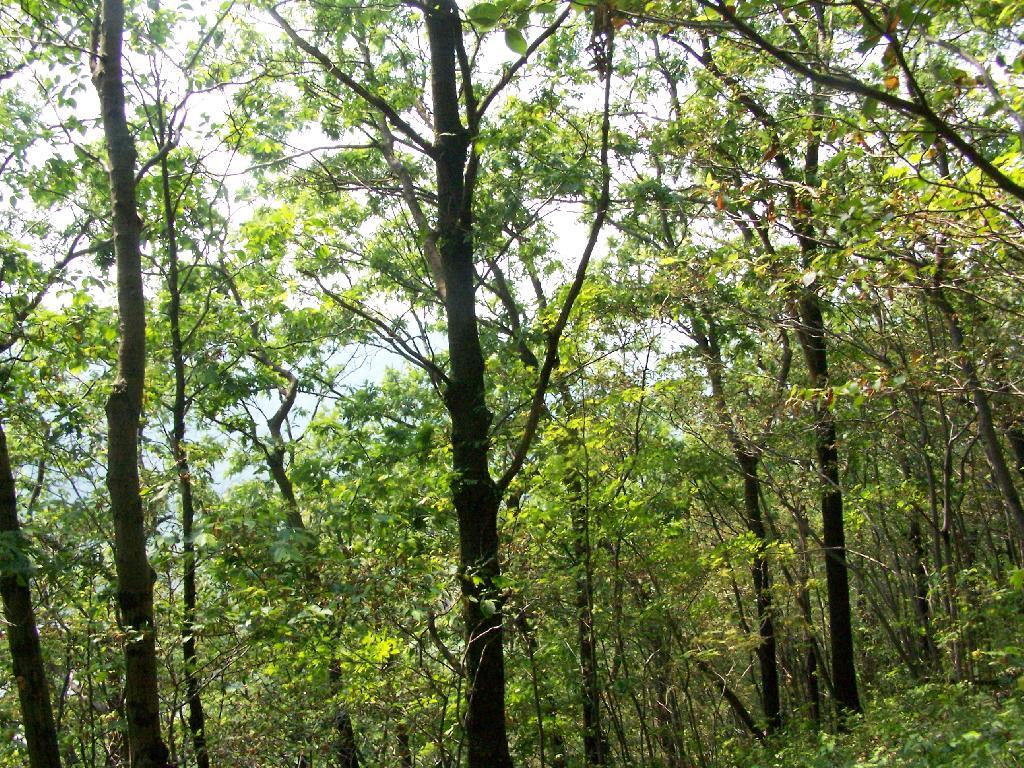Photo: Along the Edge of Long Hill Photo: Along the Edge of Long Hill