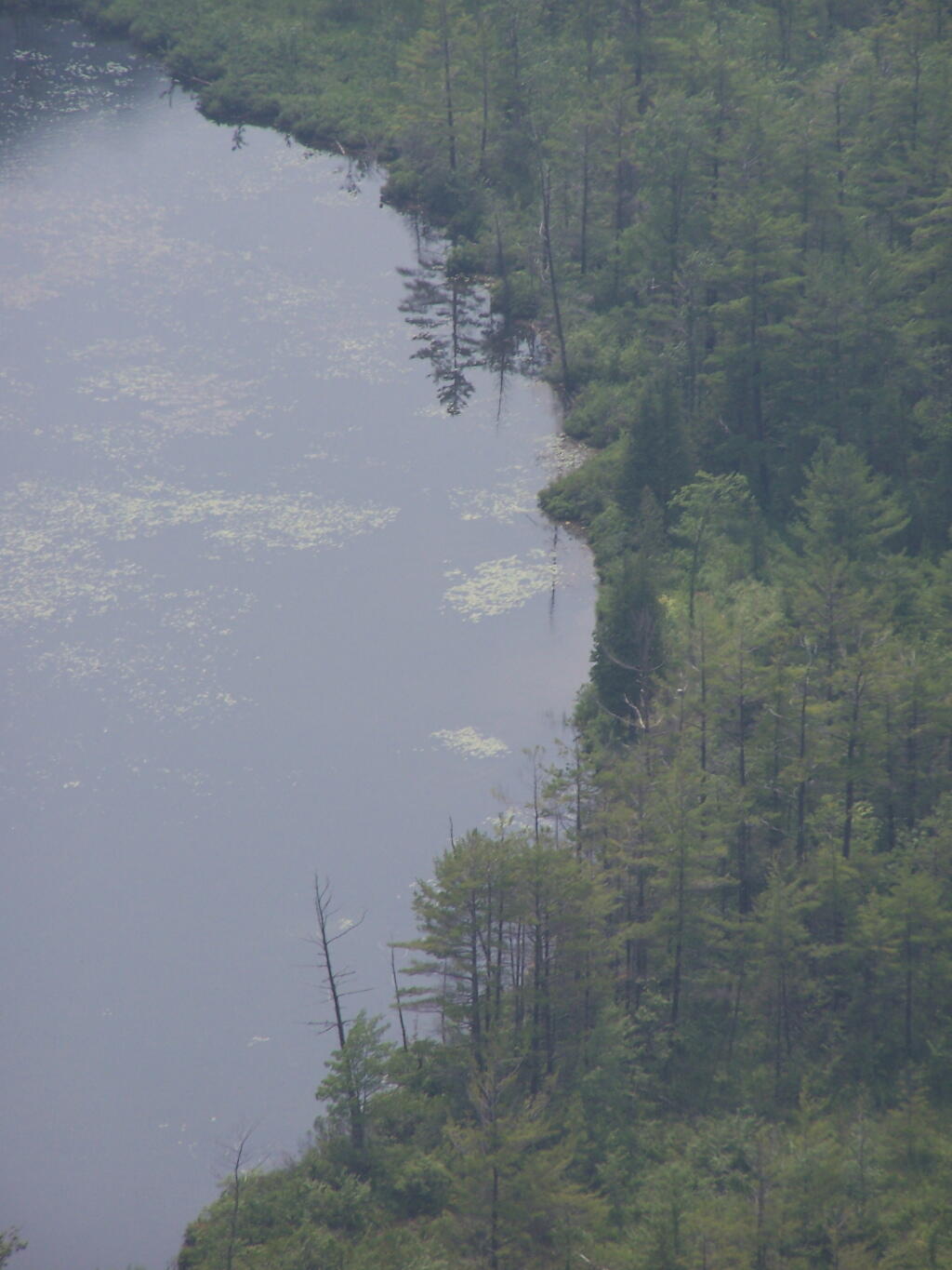 Photo: Trees