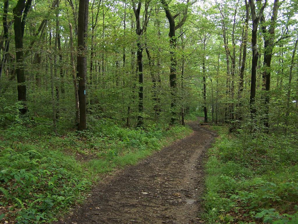 Photo: Descending the Trail Photo: Descending the Trail