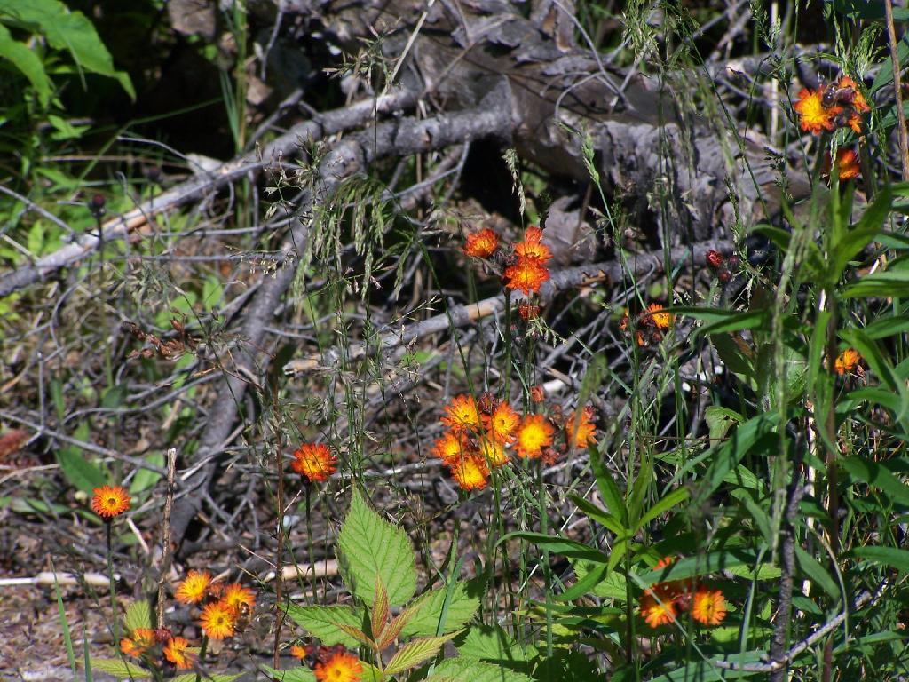 Photo: Yellow and Orange Flowers