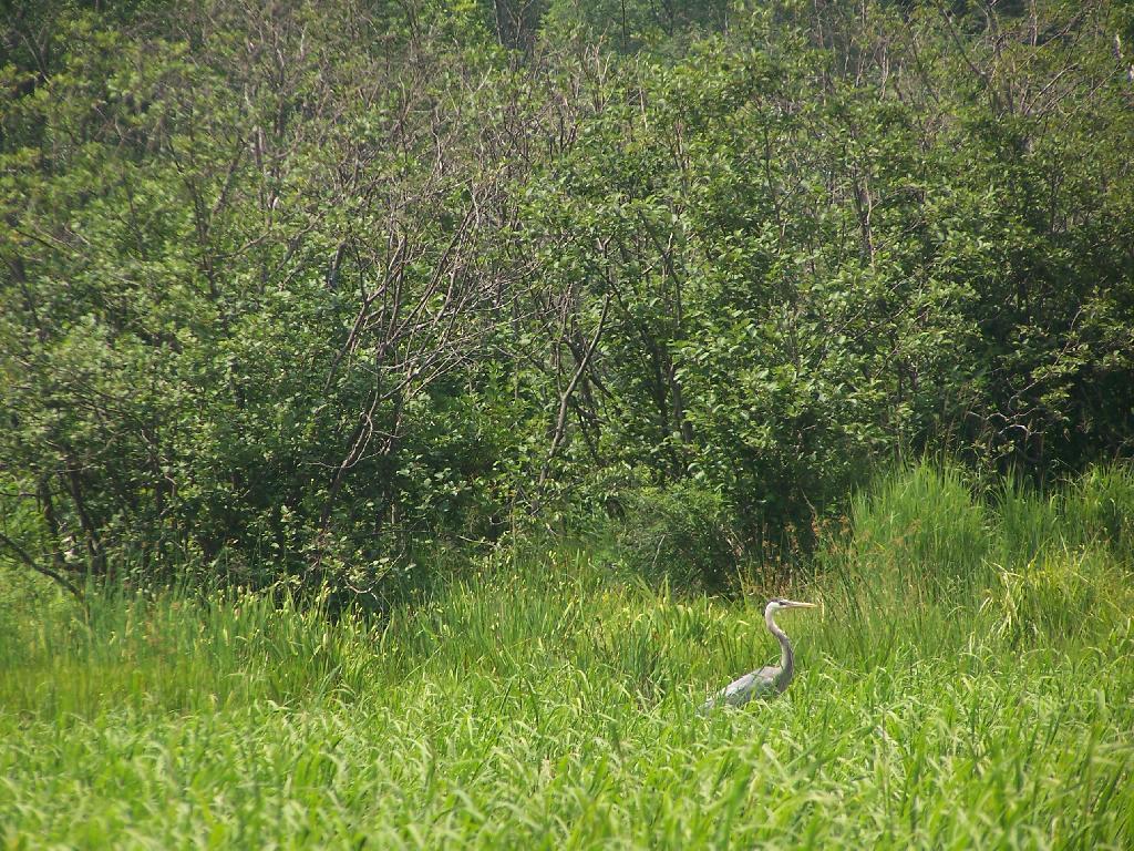 Photo: Great Blue Heron Photo: Great Blue Heron