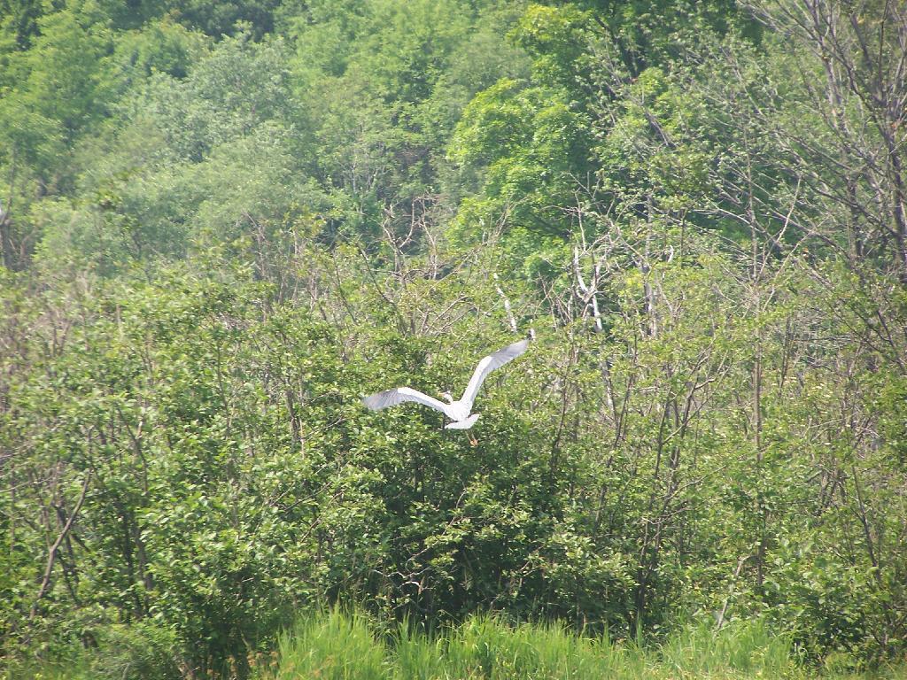 Photo: Great Blue Heron Wing Span