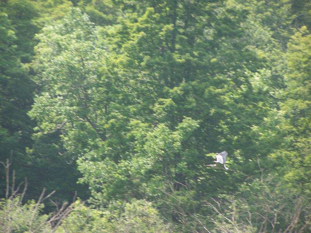 Photo: Great Blue Heron is Off