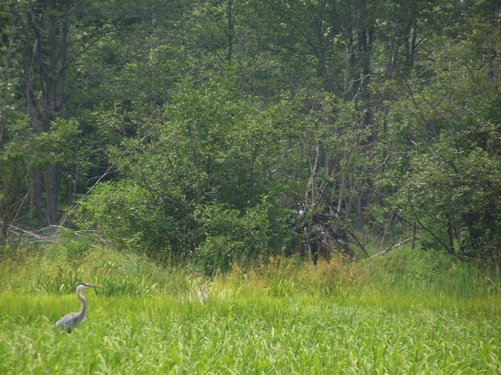 Photo: Heron Looking Up Photo: Heron Looking Up