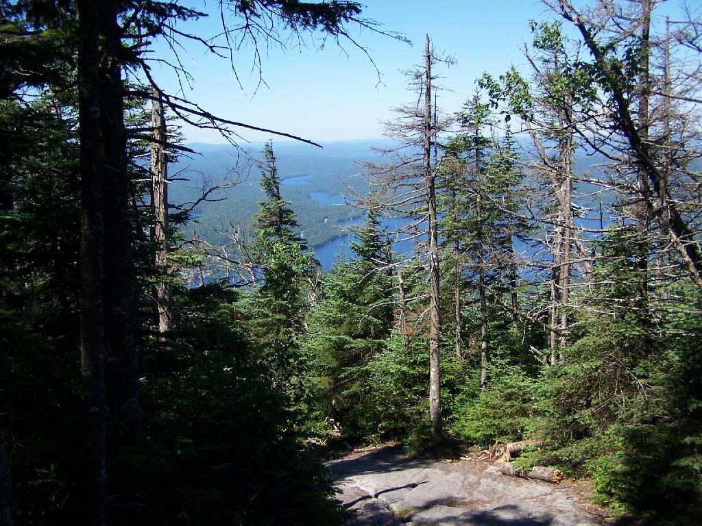 Photo: Descending Thru Trees