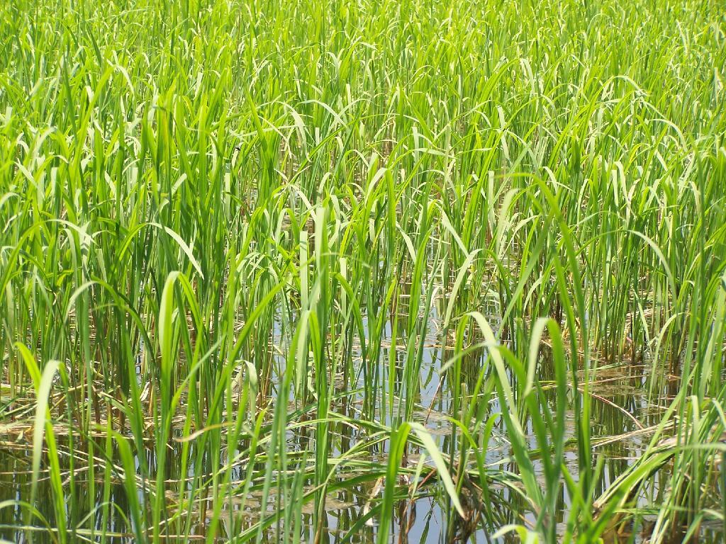 Photo: Marsh Grass in Fawn Lake
