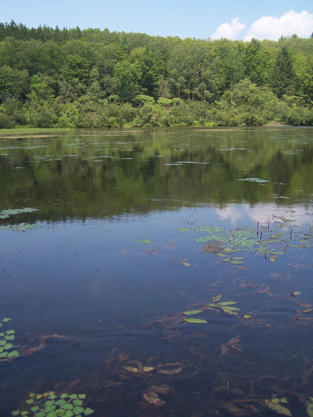 Photo: Pond Reflection Photo: Pond Reflection