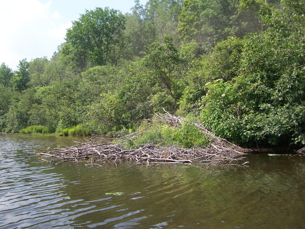 Photo: Beaver Dam Photo: Beaver Dam