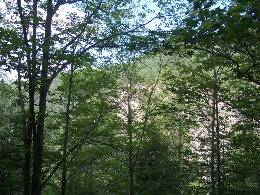 Photo: Round Mountain Thru Trees Photo: Round Mountain Thru Trees