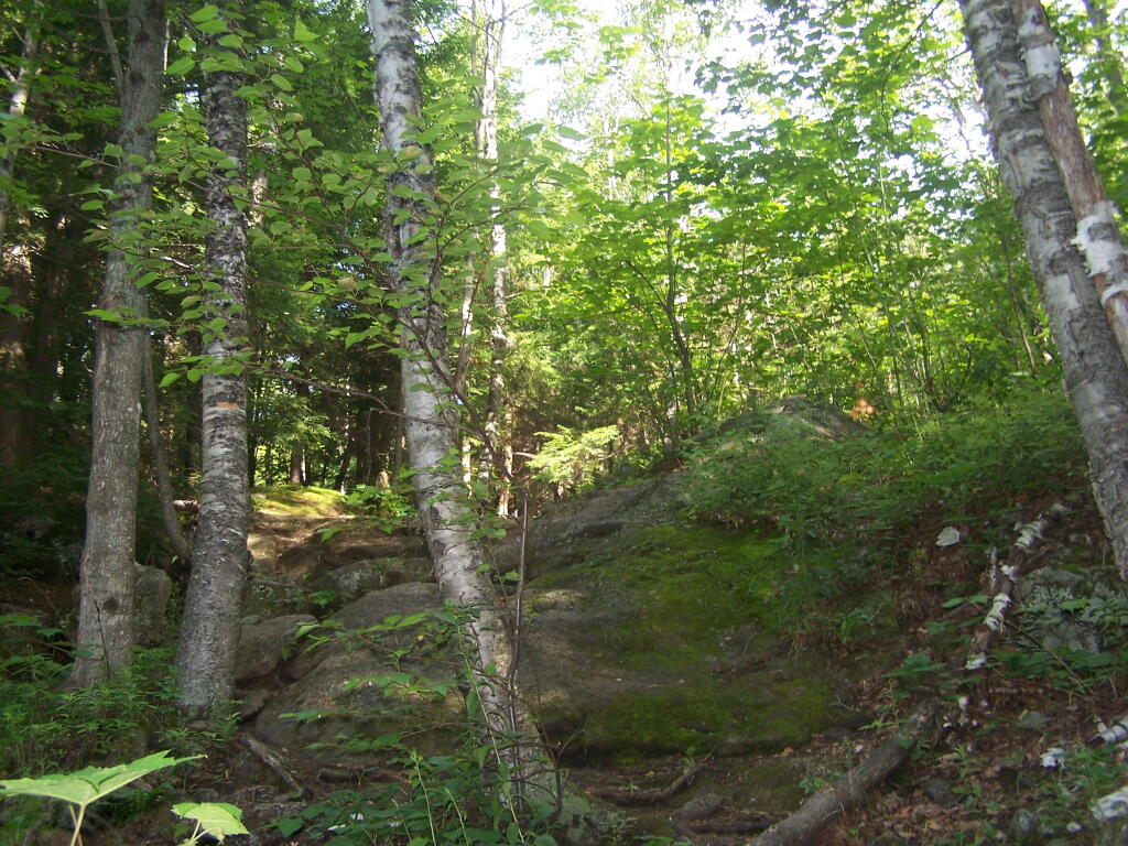 Photo: Along Trail Photo: Along Trail