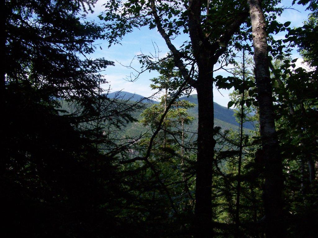 Photo: View Through Trees