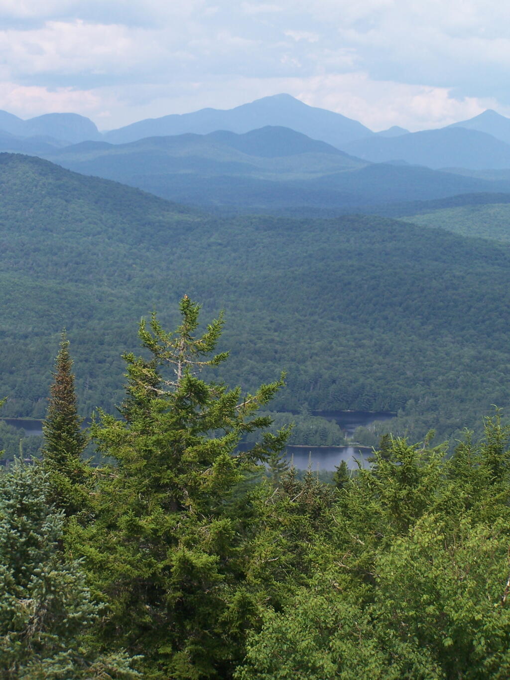 Photo: Algonquin Thru Tree Lines