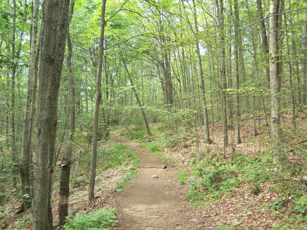 Photo: Trail Follows Old Woods Road