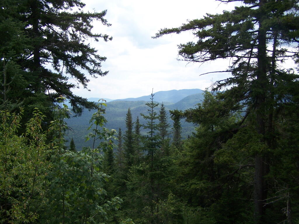 Photo: Clearing Along Trail