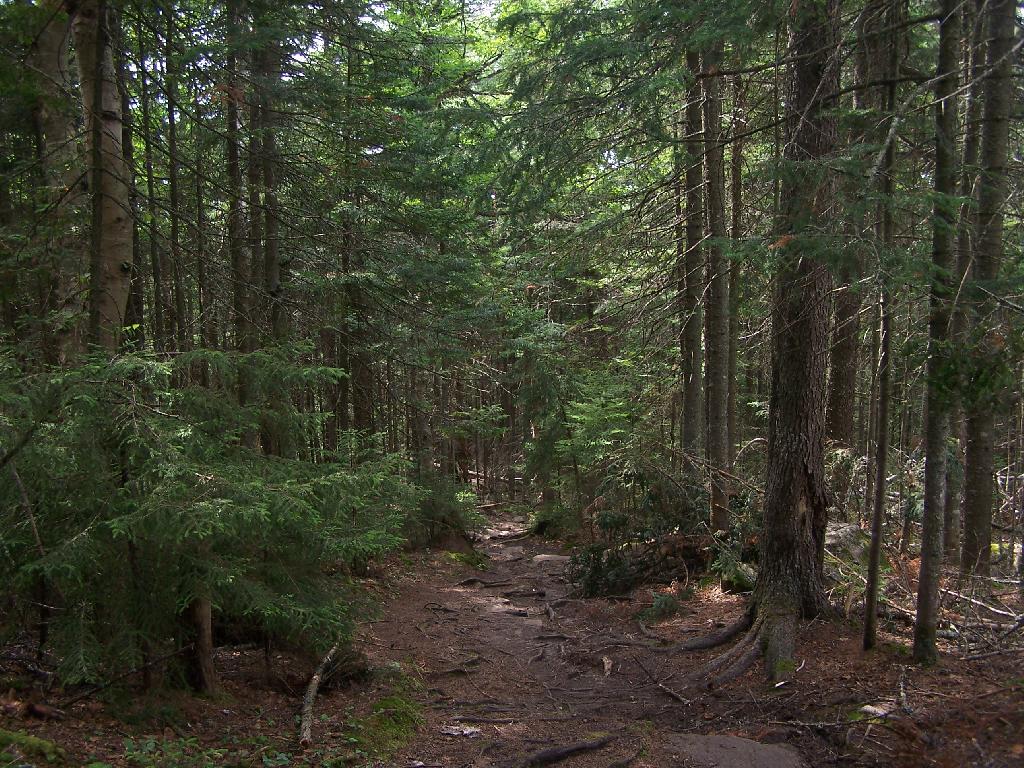 Photo: Thick White Pines