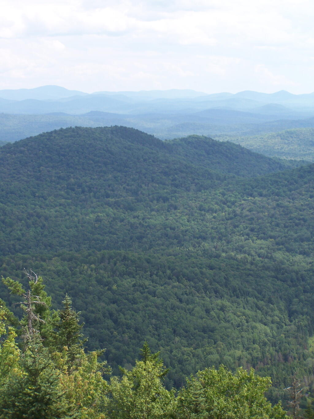 Photo: Vanderwhacker Wild Forest Photo: Vanderwhacker Wild Forest