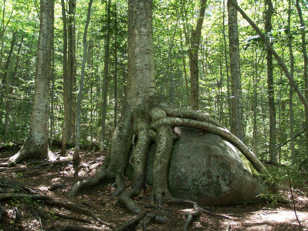 Photo: Tree Grown Over Rock
