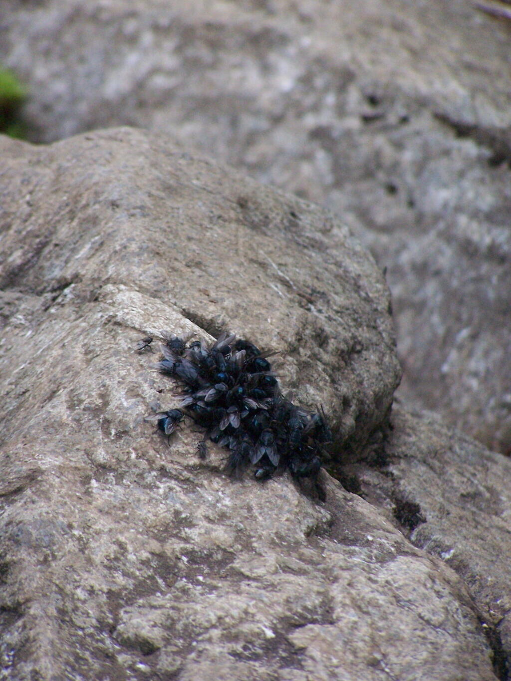 Photo: Got Maggots