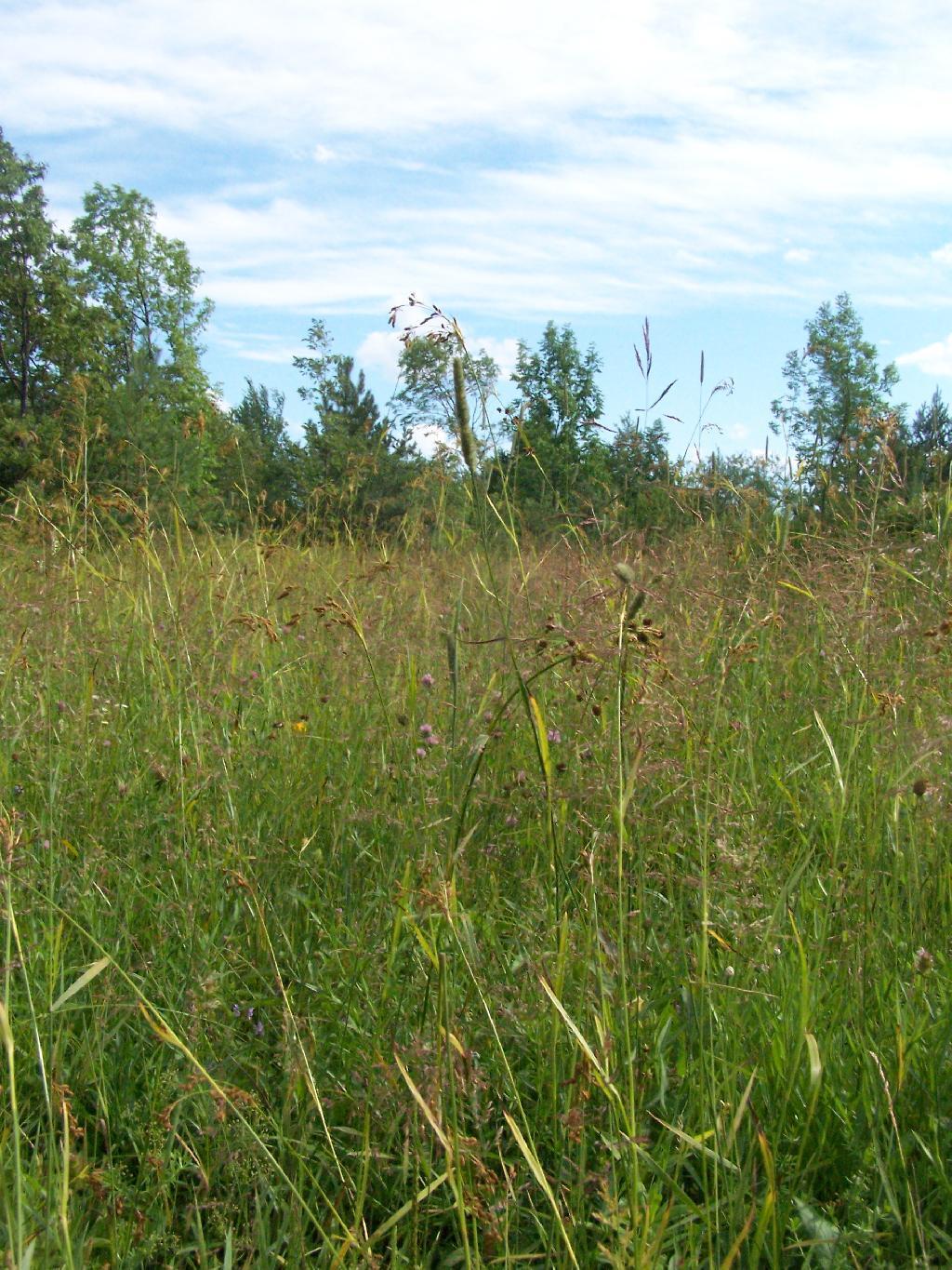 Photo: Hay