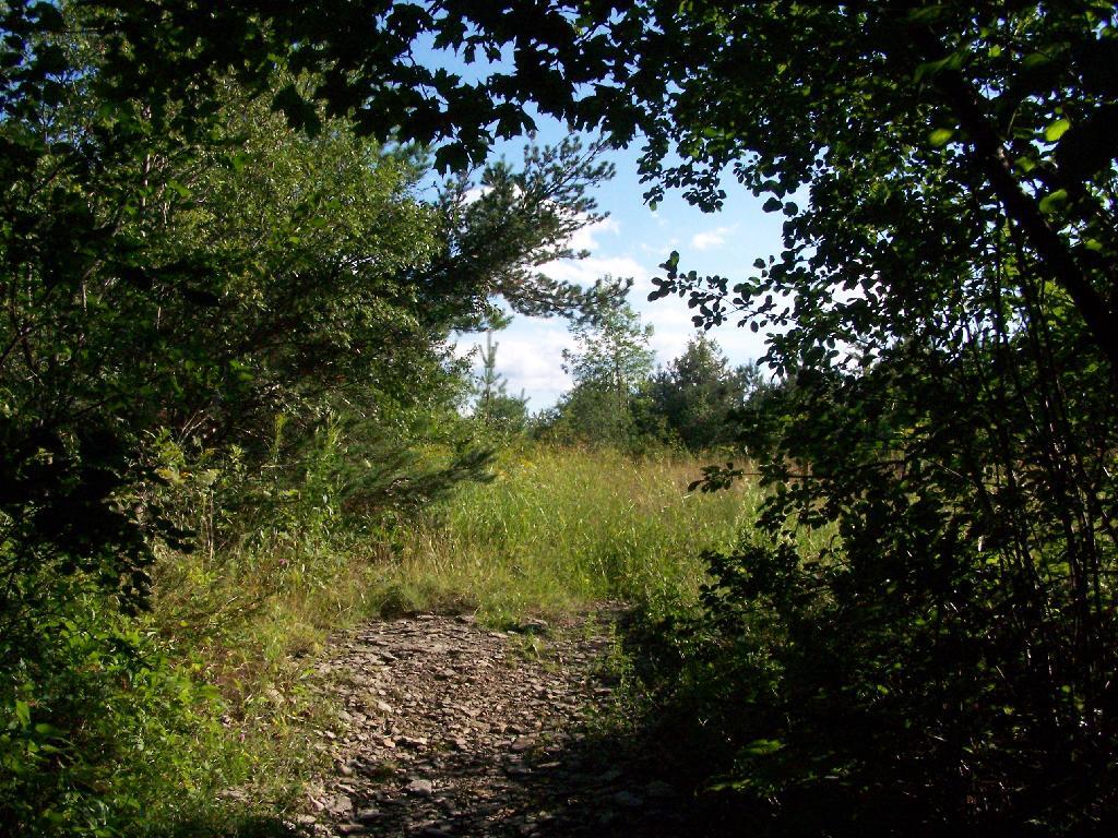 Photo: Entering a Clearing