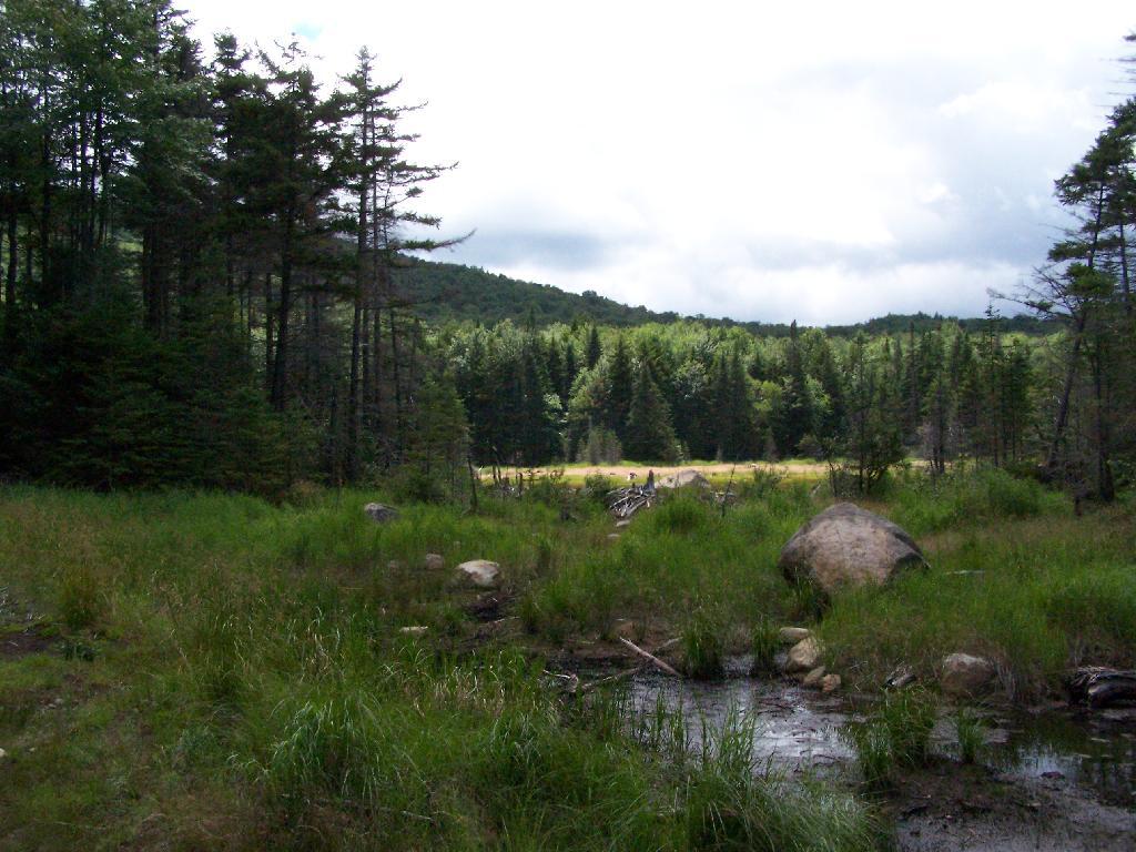 Photo: Swamp Near Wakley