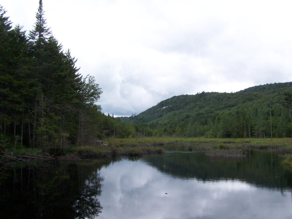 Photo: Marsh Along Silver Run