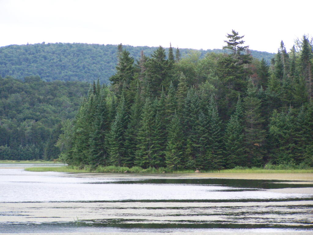 Photo: Pines Along Cedar River Flow