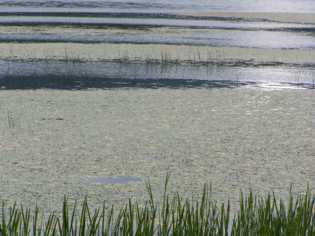 Photo: Pond Lillies