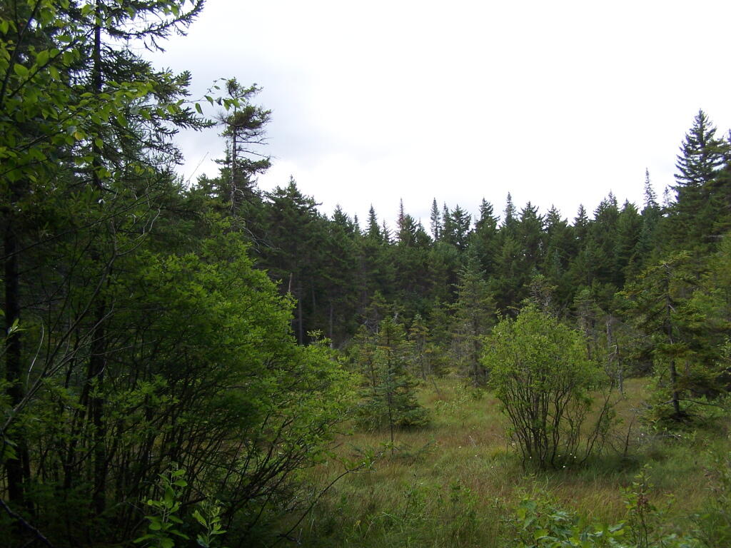 Photo: Meadow Along NTP Trail