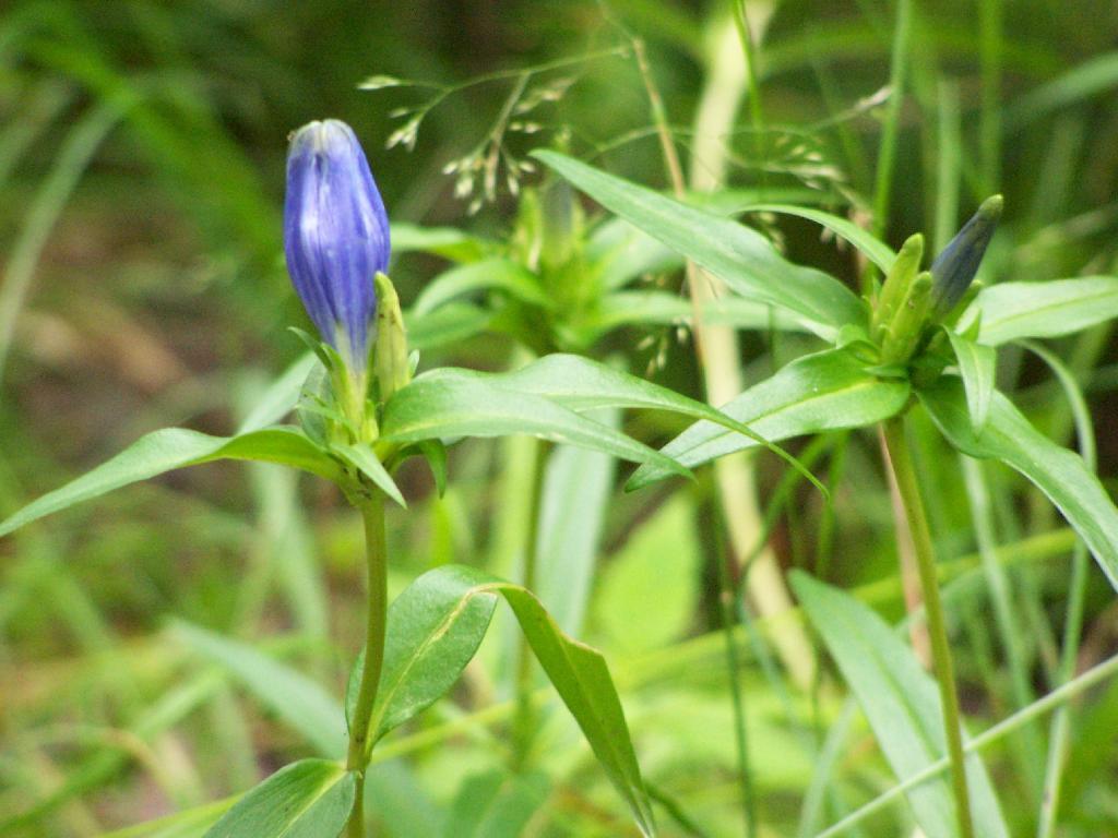 Photo: Purple Flowers