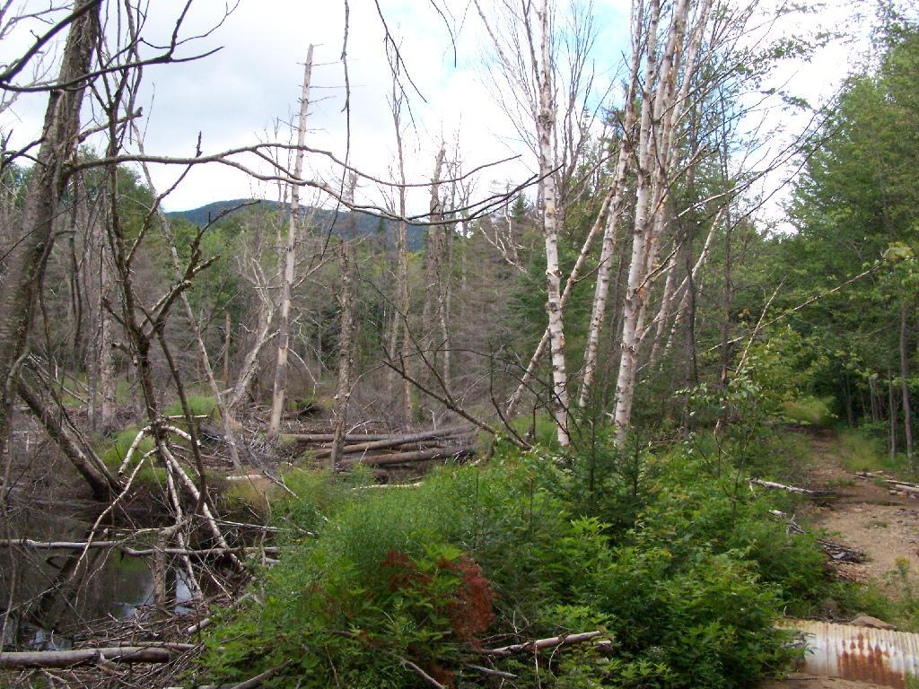 Photo: Marsh Along Wakely Mountain Trail