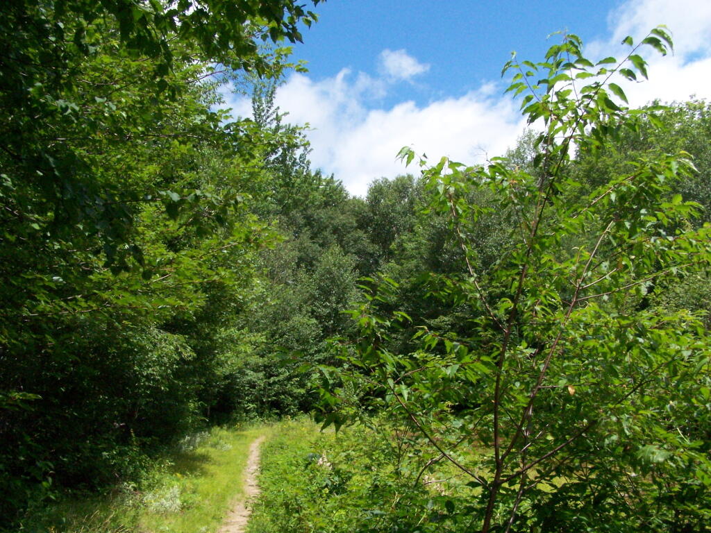 Photo: Meadow Along Wakely Trail