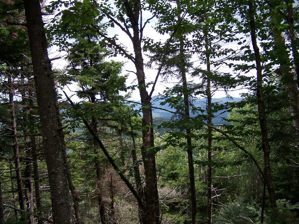 Photo: Thru the Trees Off Wakley