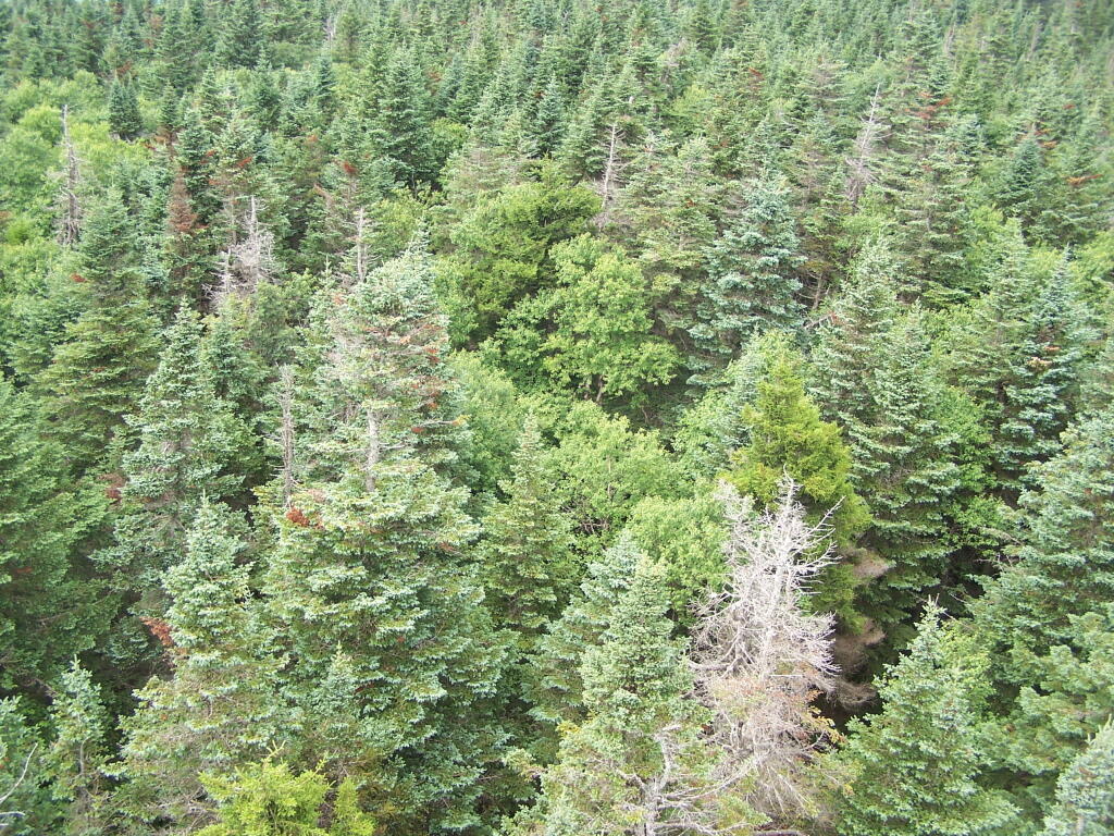 Photo: Pine Trees Looking Down from Tower