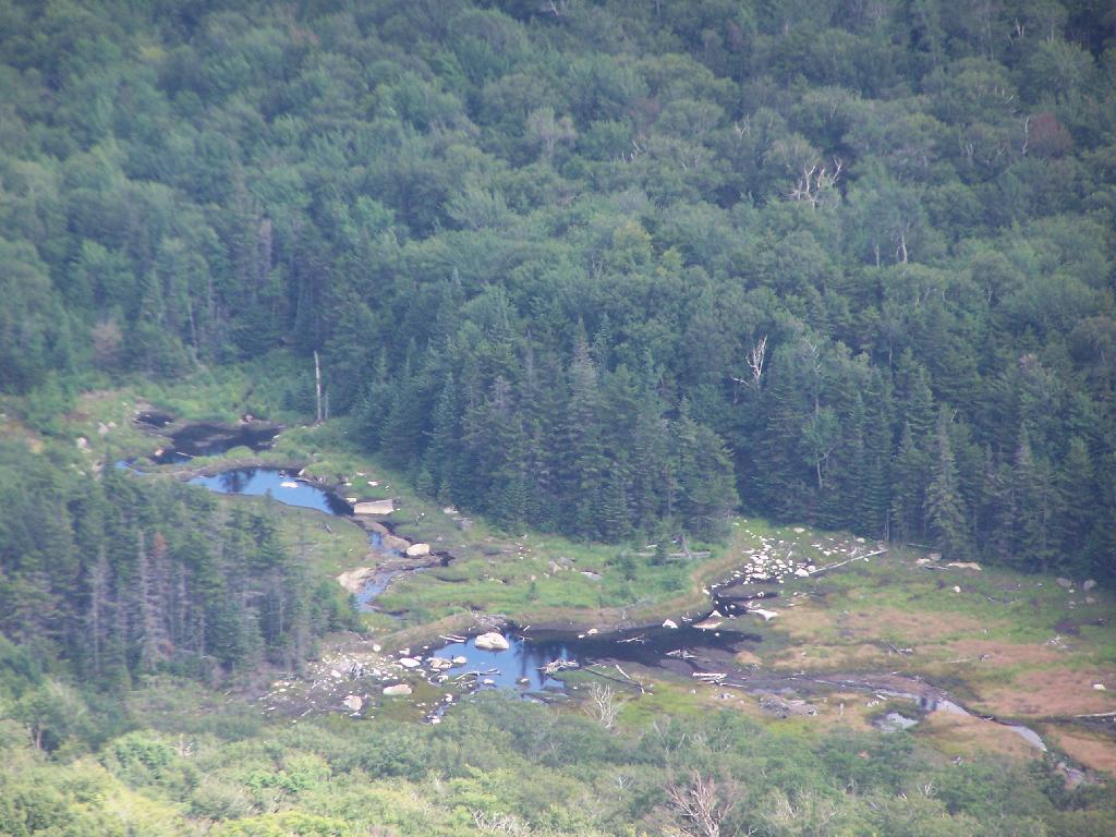 Photo: Swamp at Wakely Mountain Photo: Swamp at Wakely Mountain