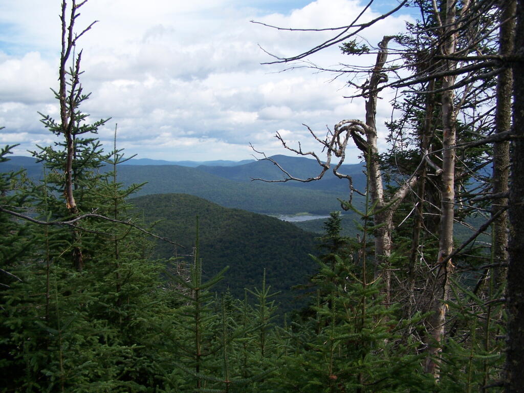 Photo: Payne Thru Trees