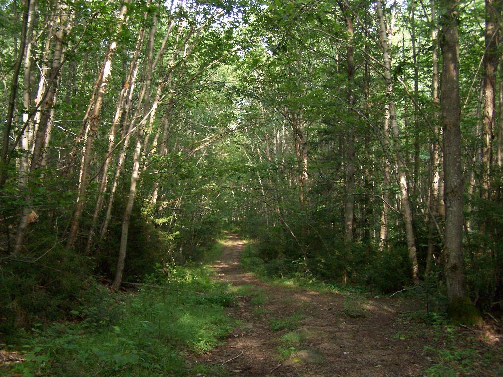 Photo: Flatter Two Miles of Wakely Trail