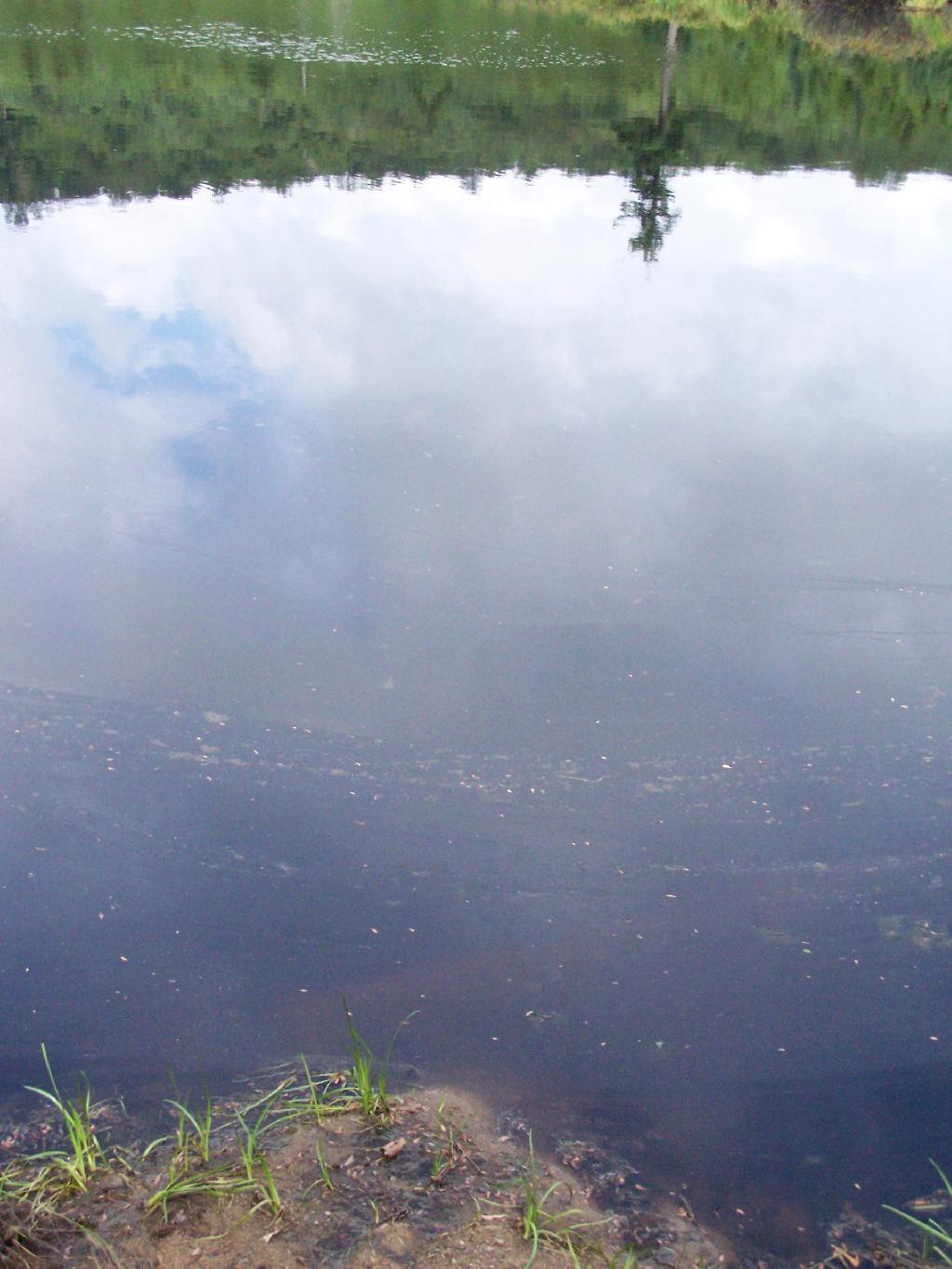 Photo: Swamp Reflection